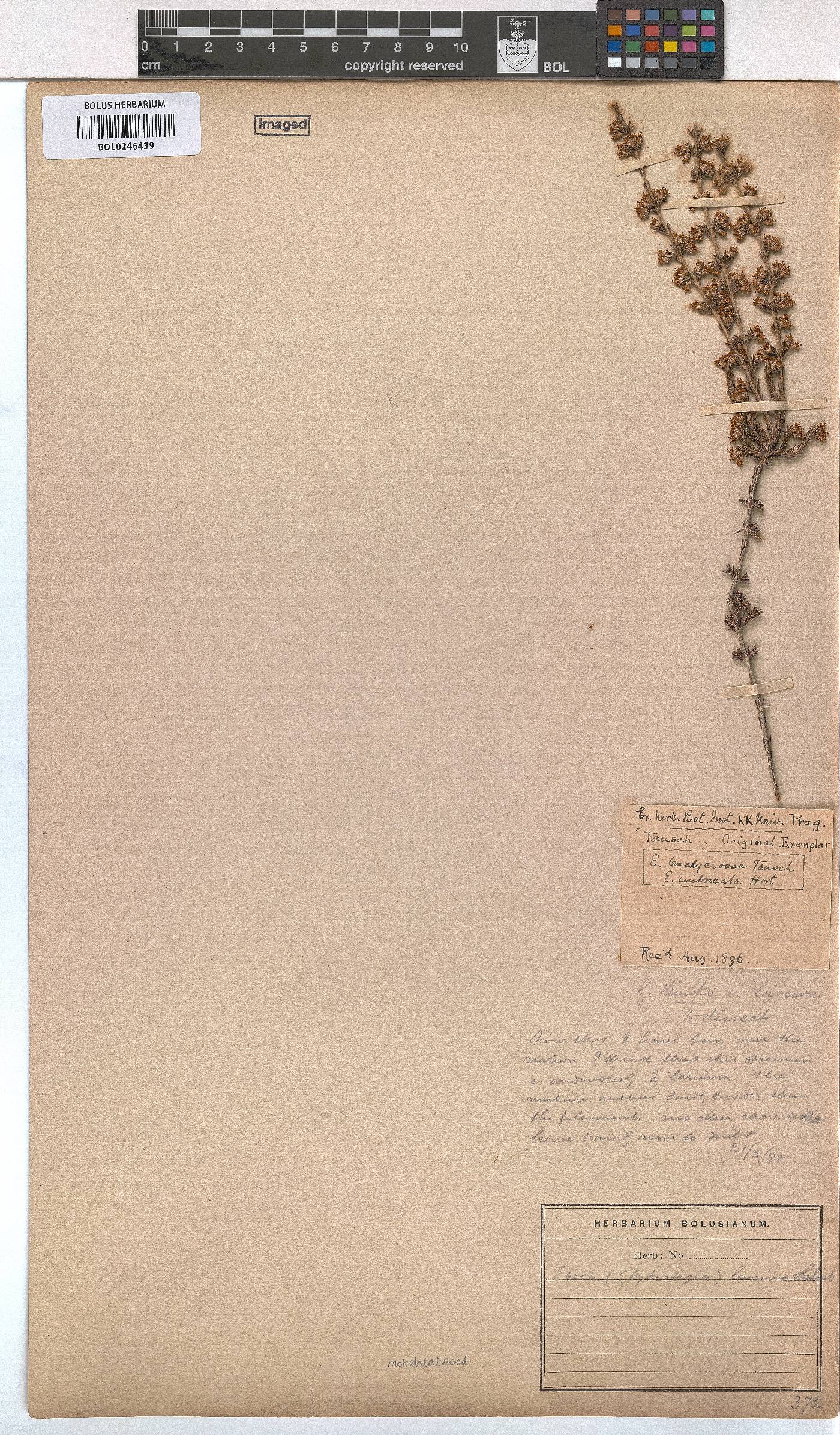 Erica lasciva image