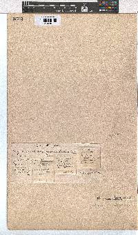 Erica corifolia image