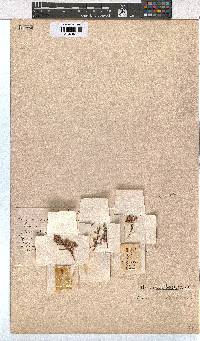 Erica corifolia image