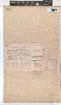 Erica palliiflora image