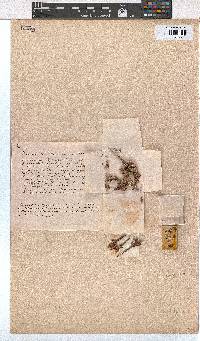 Erica palliiflora image