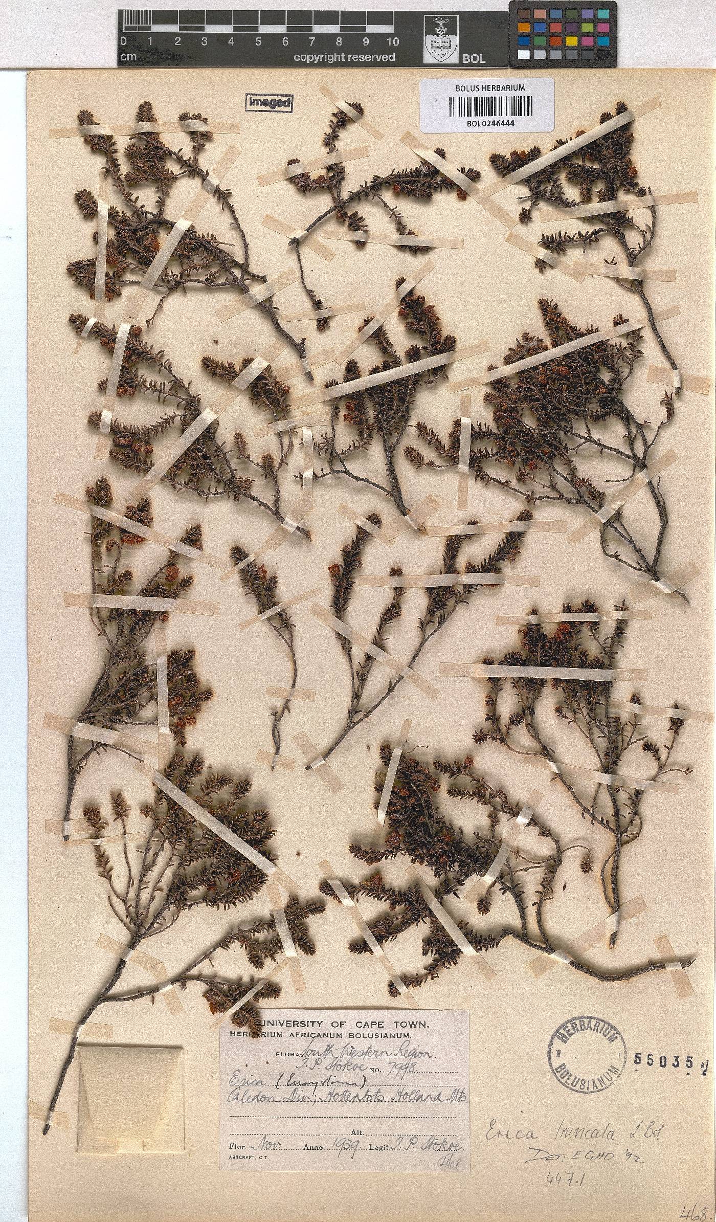 Erica truncata image