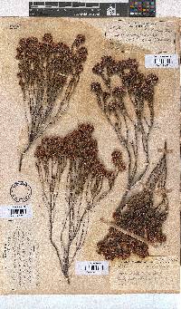 Erica seriphiifolia image