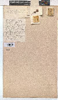 Erica melanthera image