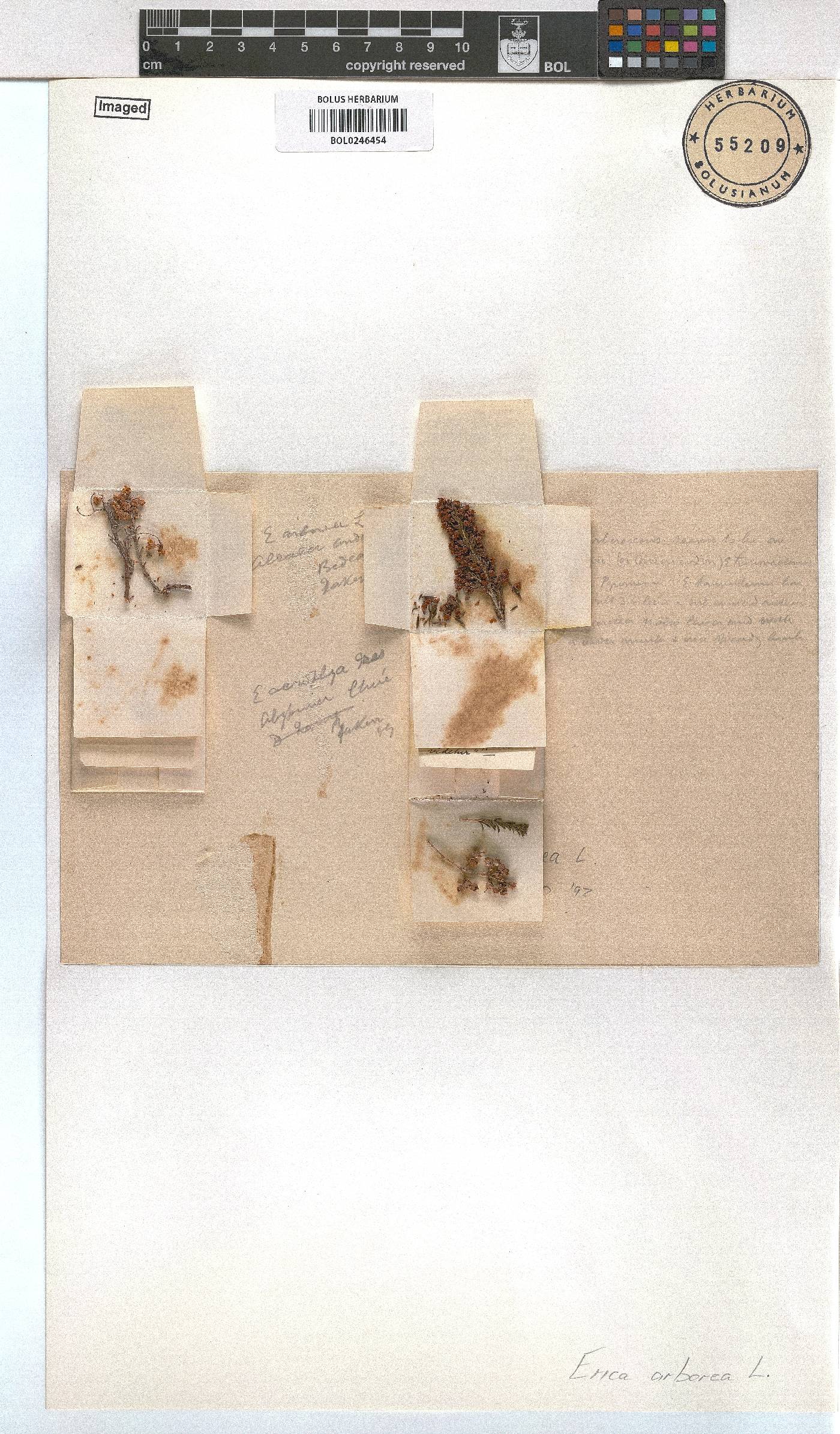 Erica arborea image