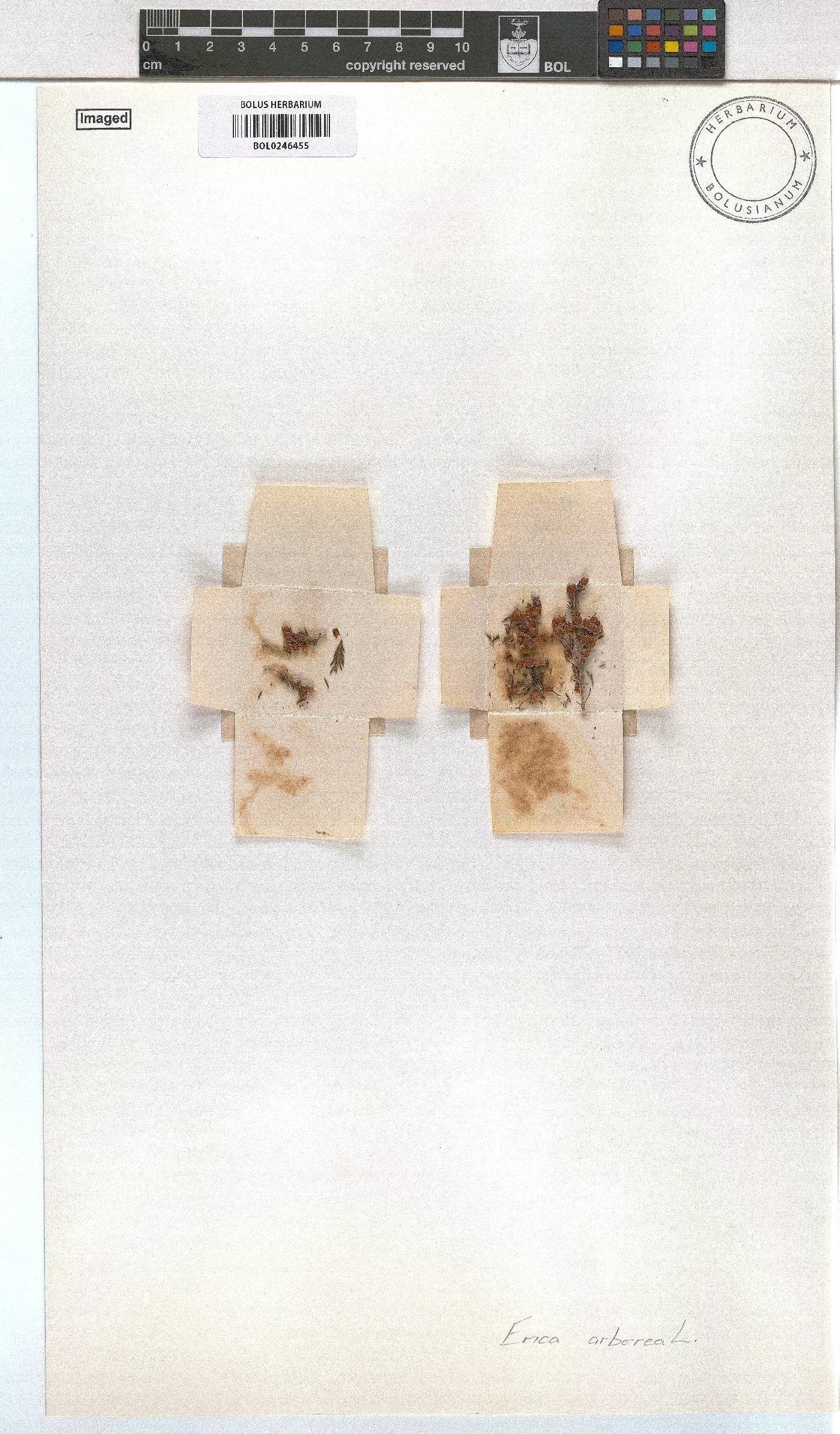 Erica arborea image
