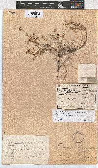 Erica benguelensis image