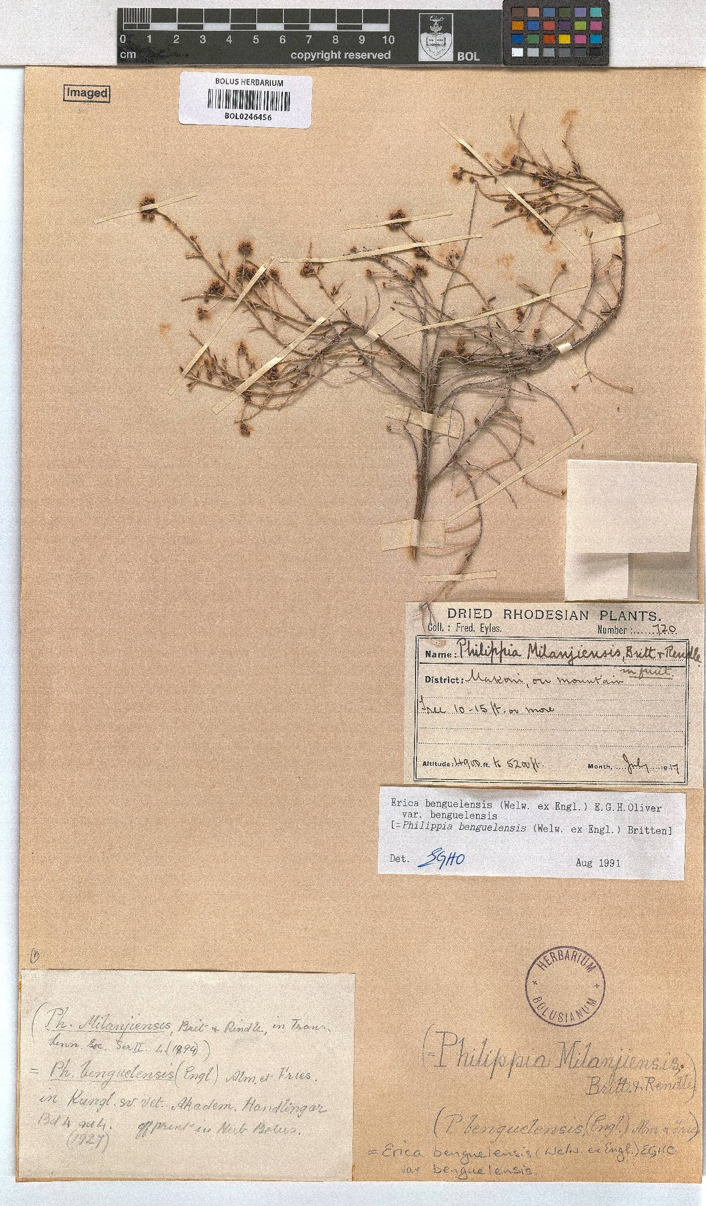 Erica benguelensis image