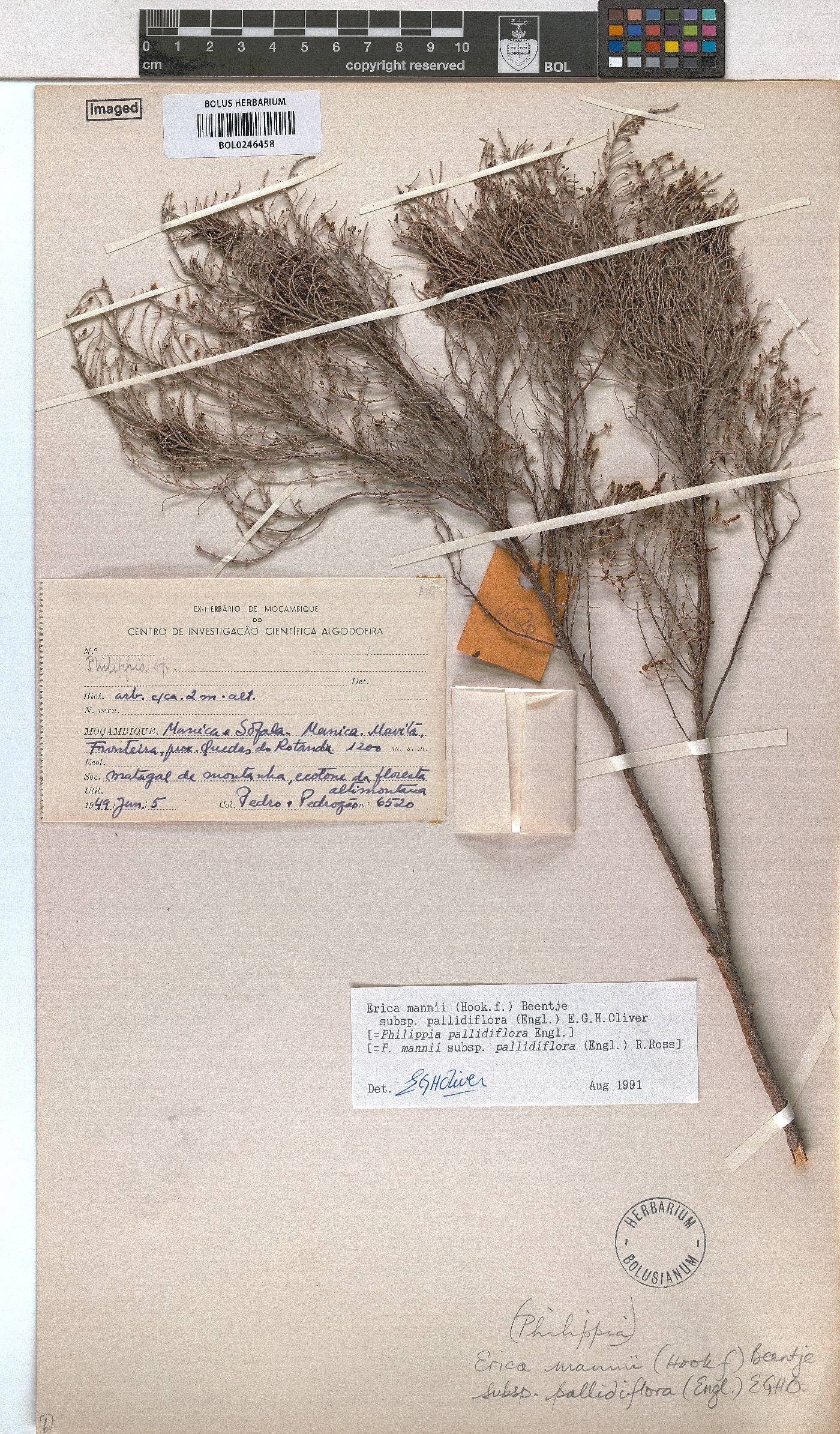 Erica mannii image
