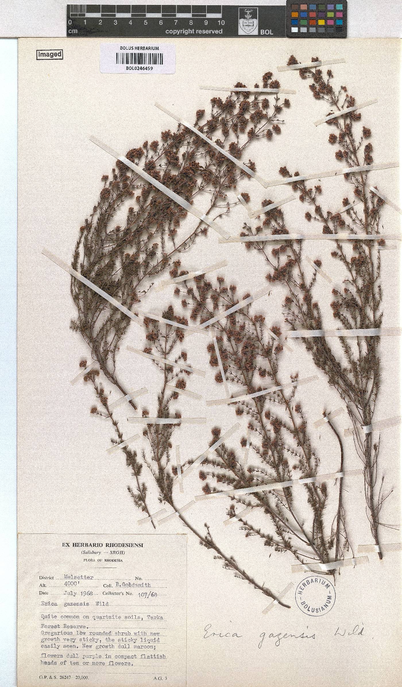 Erica lanceolifera image