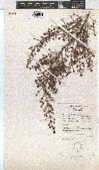 Erica lanceolifera image