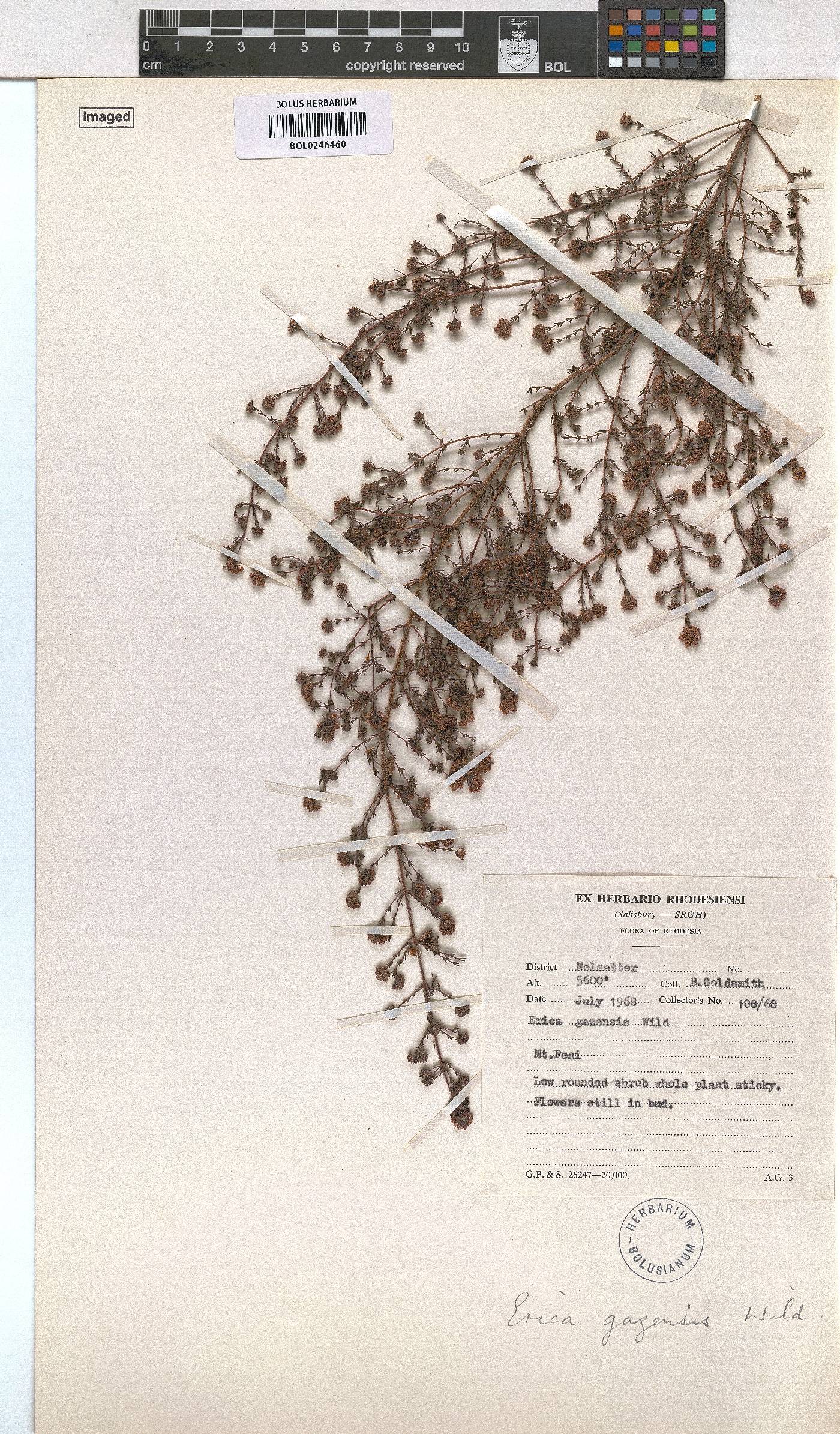 Erica lanceolifera image