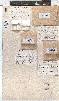 Erica pleiotricha image