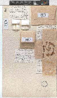 Erica pleiotricha image