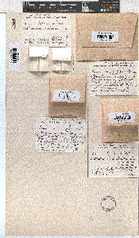 Erica pleiotricha image