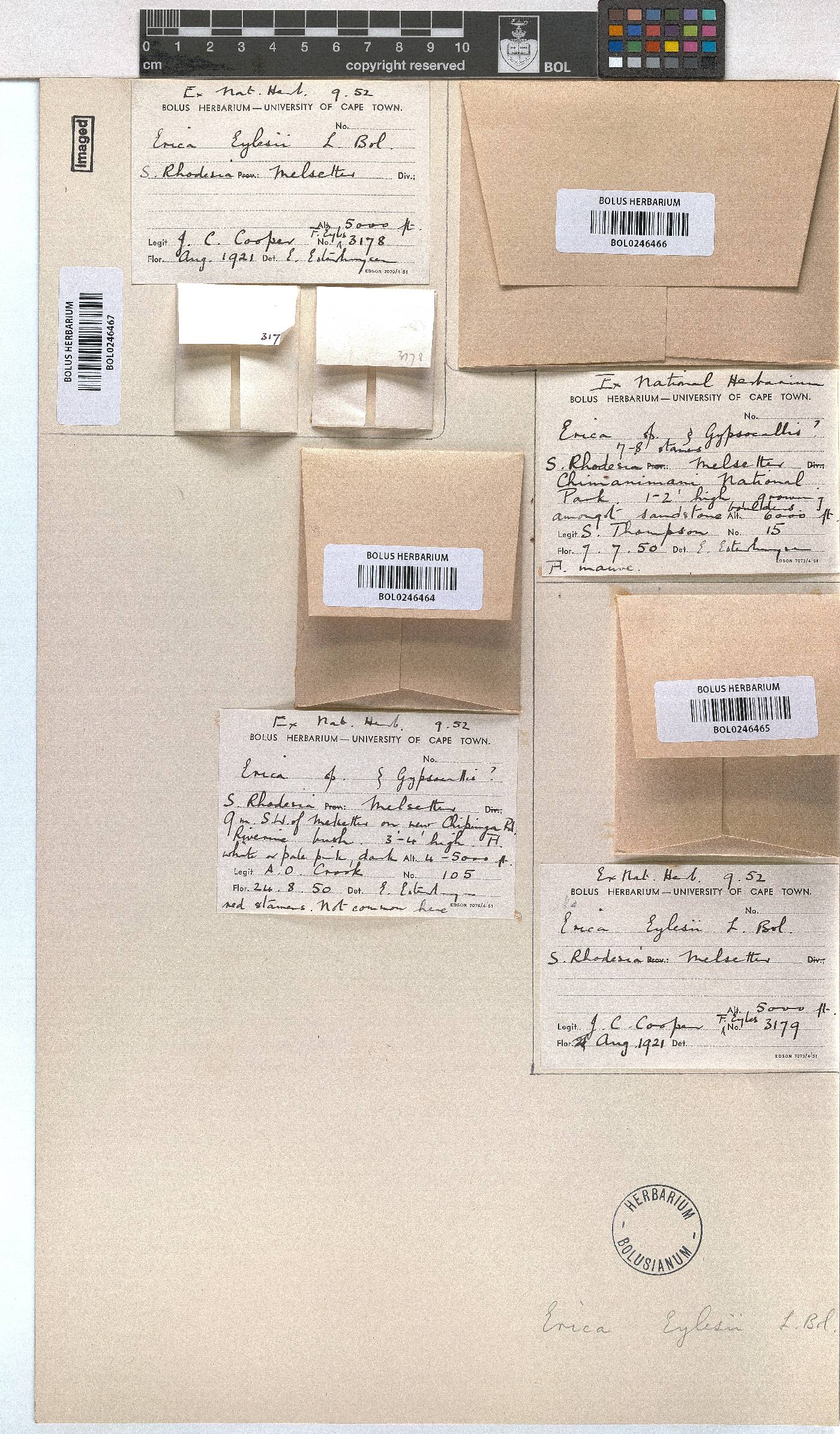 Erica pleiotricha image