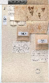 Erica pleiotricha image