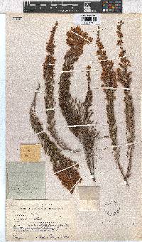 Erica pleiotricha image