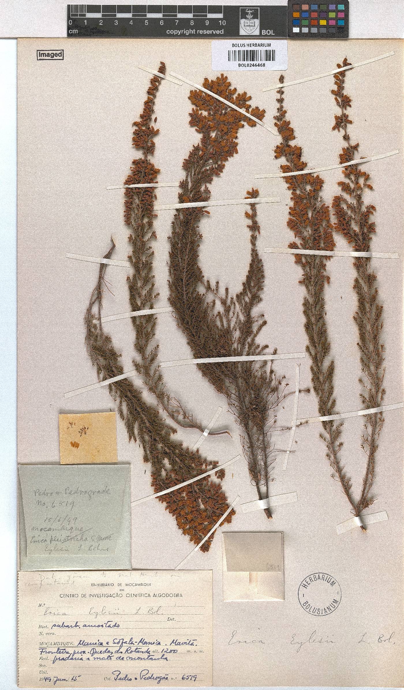 Erica pleiotricha image