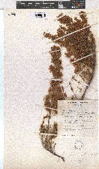 Erica pleiotricha image