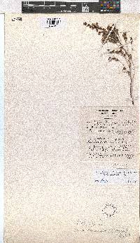 Erica hexandra image