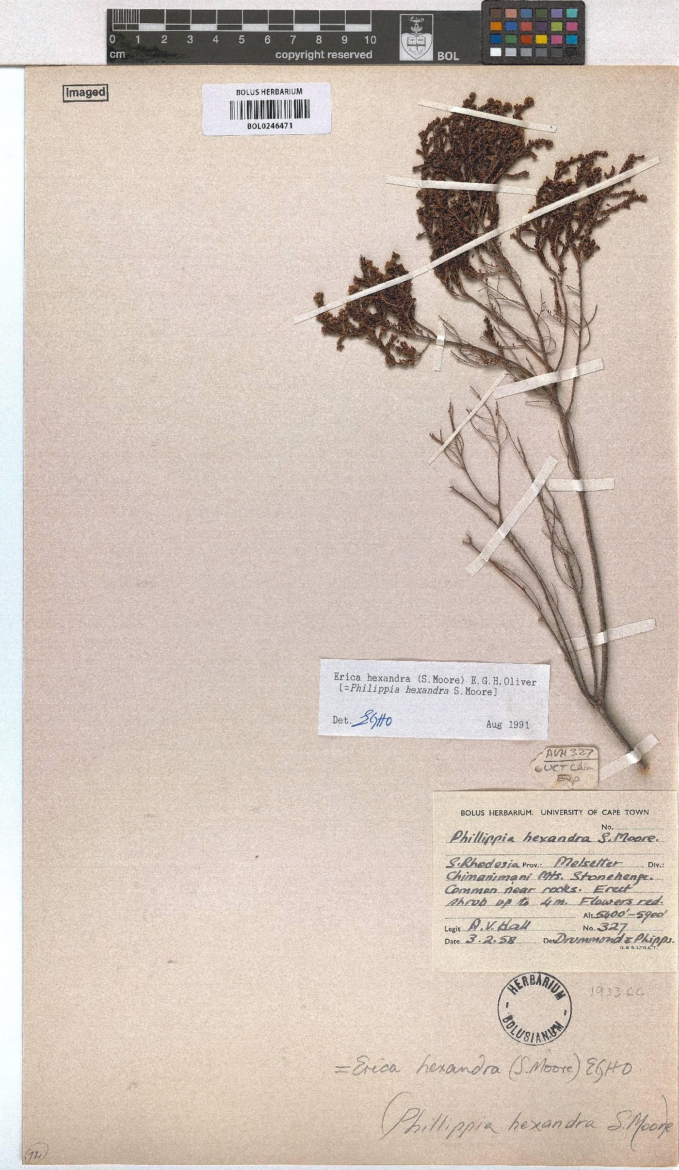 Erica hexandra image