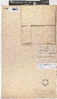 Erica hexandra image