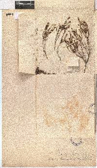 Erica hexandra image