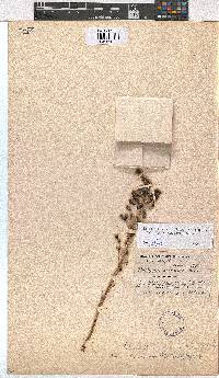 Erica hexandra image