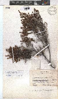 Erica hexandra image