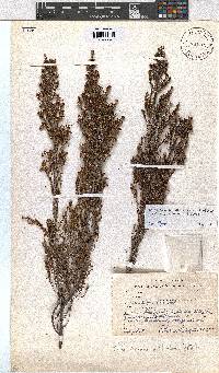 Erica hexandra image