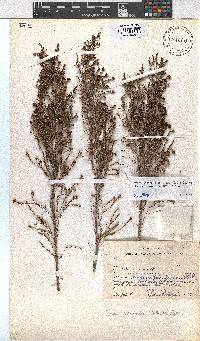 Erica hexandra image