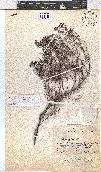 Erica hexandra image