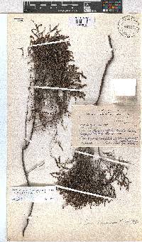 Erica hexandra image