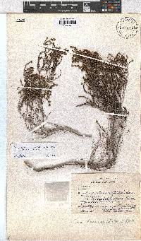 Erica hexandra image