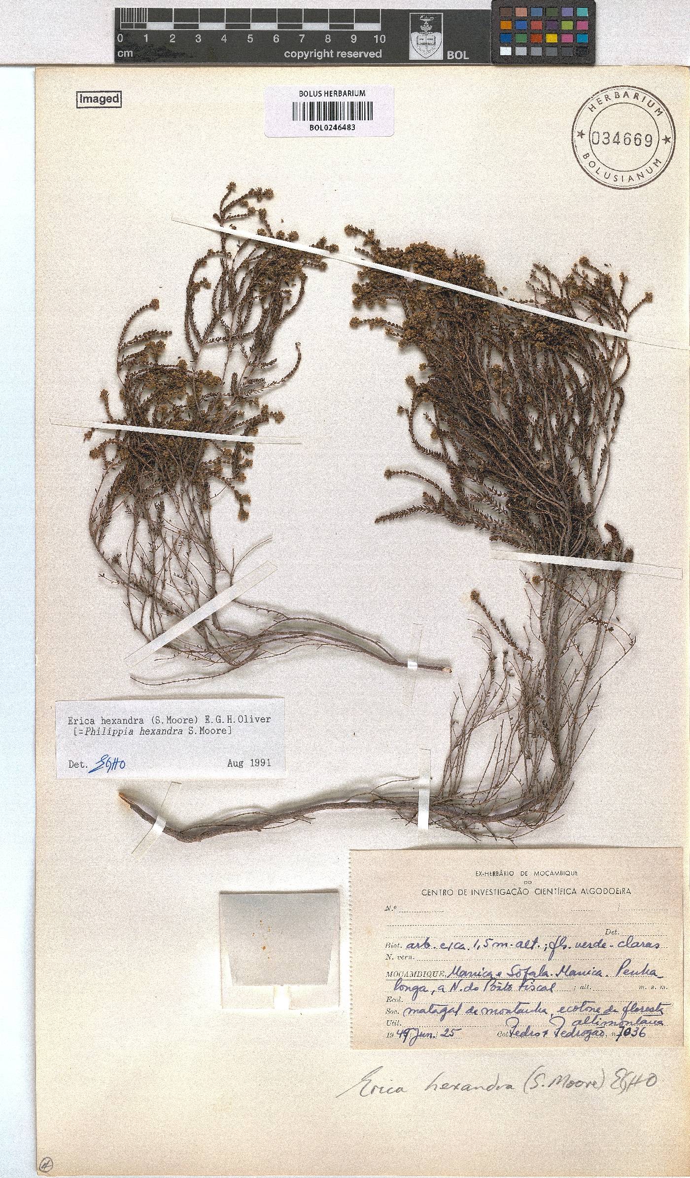 Erica hexandra image