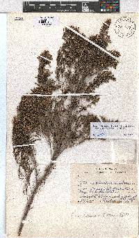 Erica hexandra image