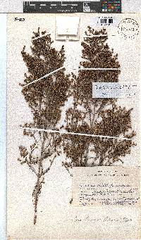 Erica hexandra image