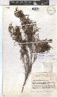 Erica hexandra image