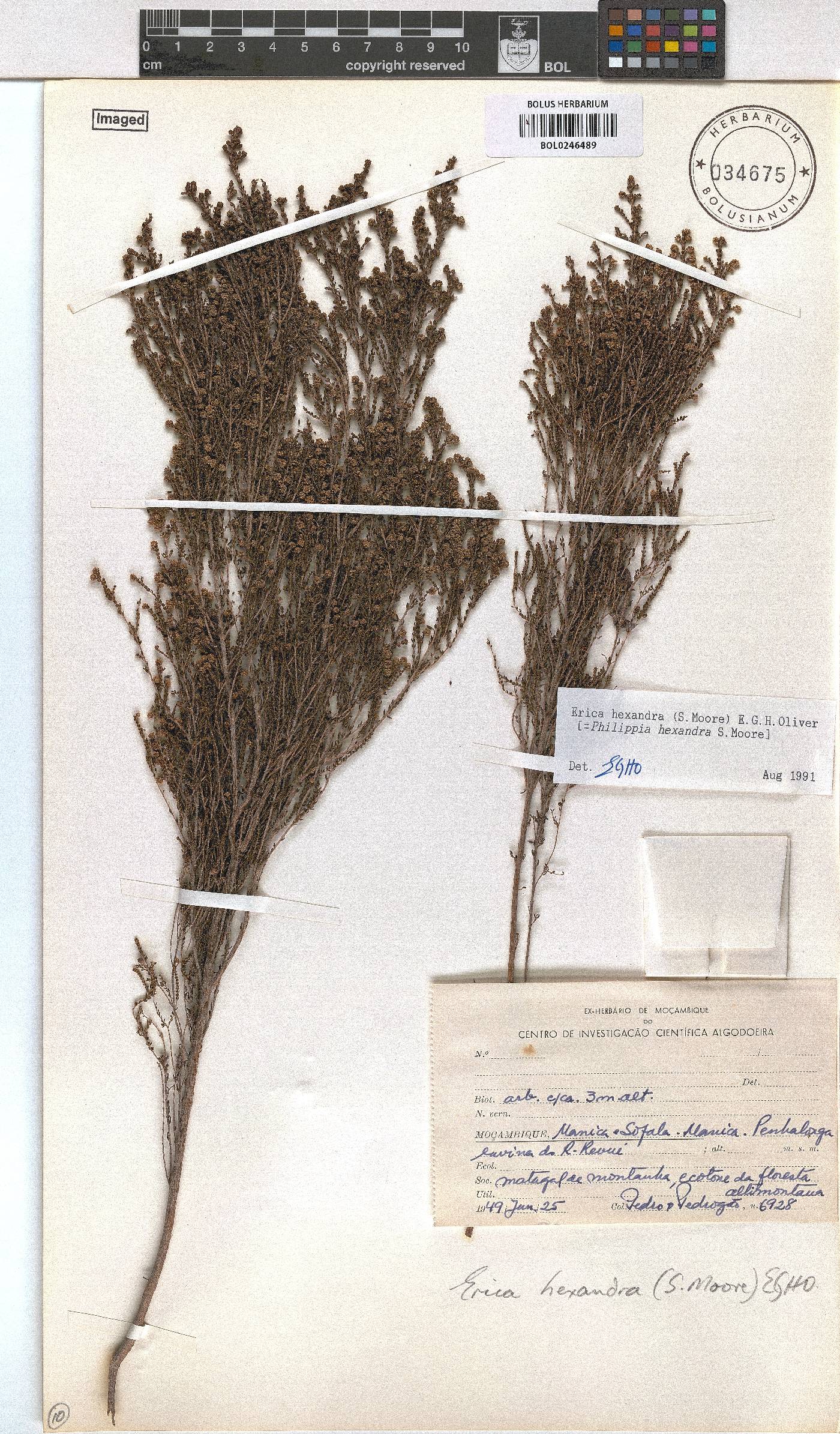 Erica hexandra image