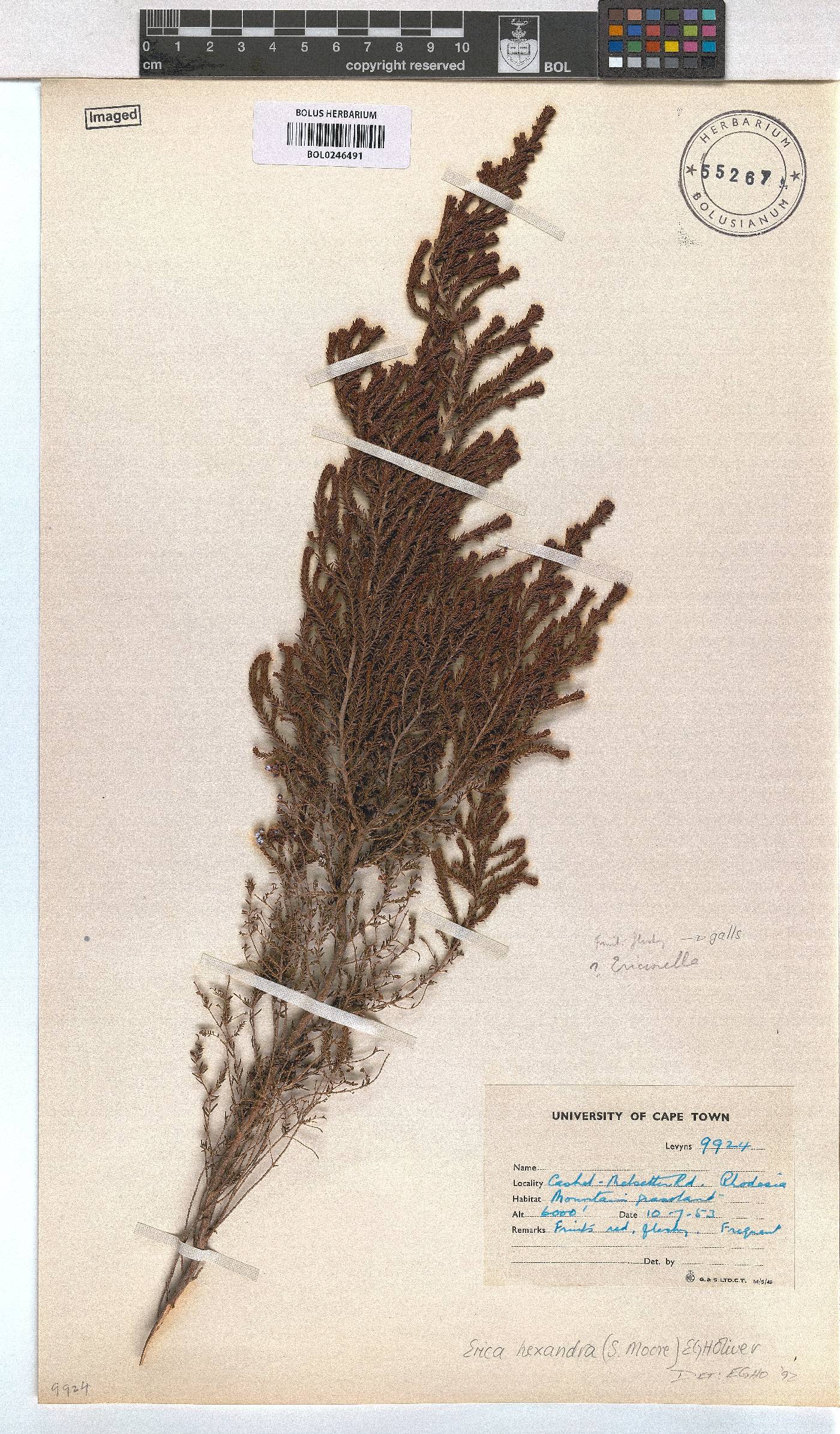 Erica hexandra image