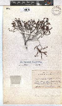 Erica hexandra image