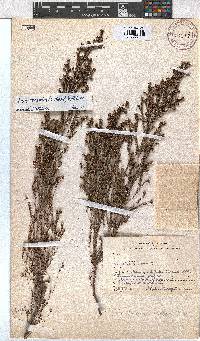 Erica hexandra image