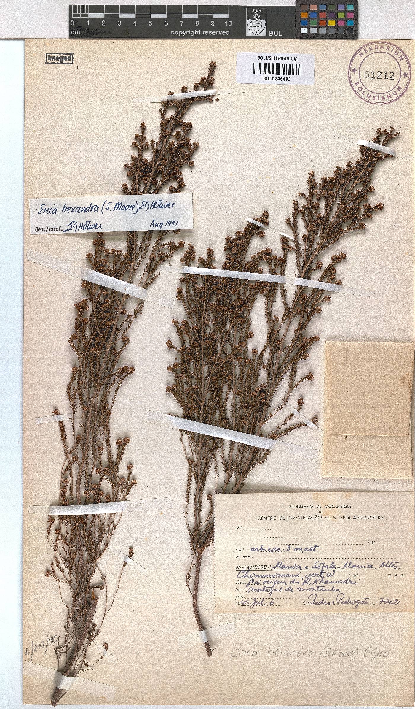 Erica hexandra image