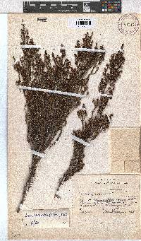 Erica hexandra image