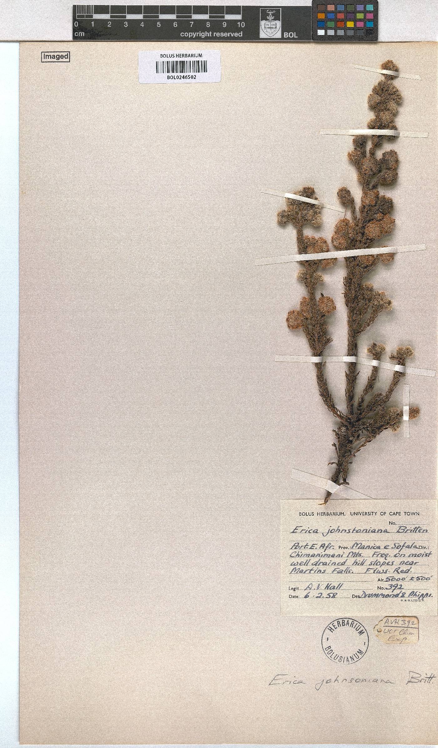 Erica johnstoniana image