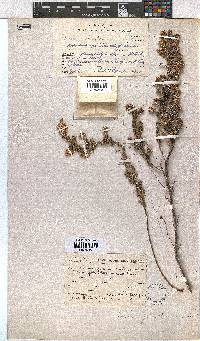 Erica johnstoniana image