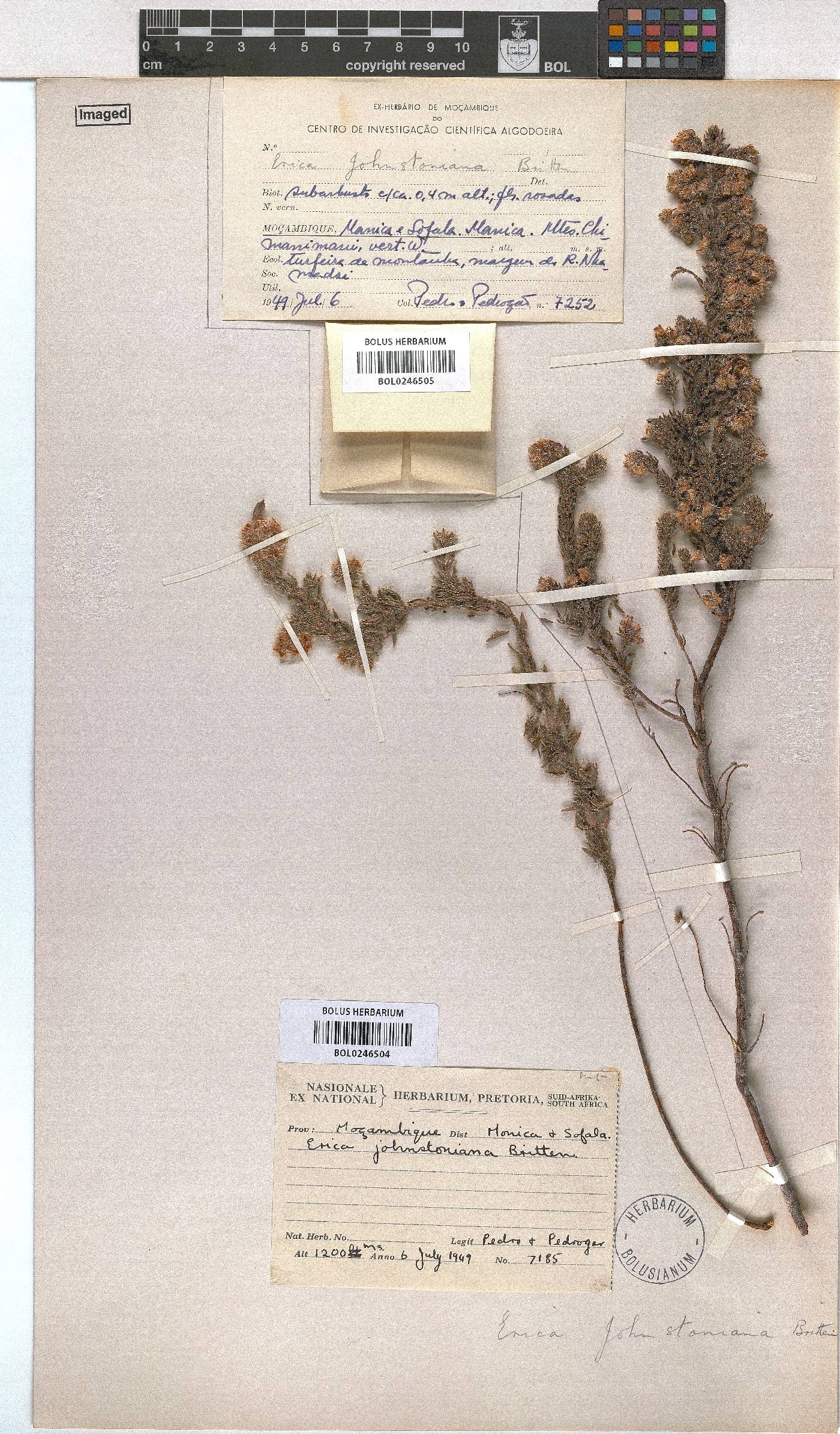 Erica johnstoniana image