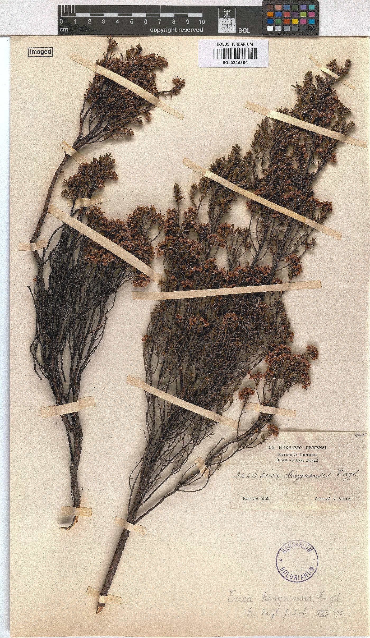 Erica kingaensis image