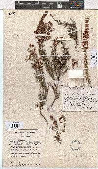 Erica pleiotricha image